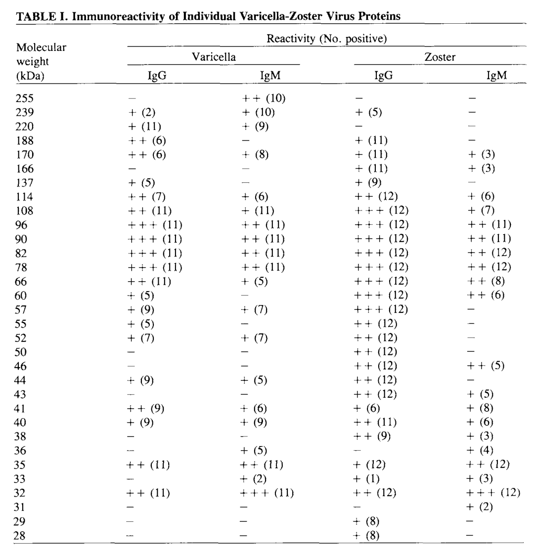 VZV天然抗原：开发VZV IgM抗体检测的最优选择