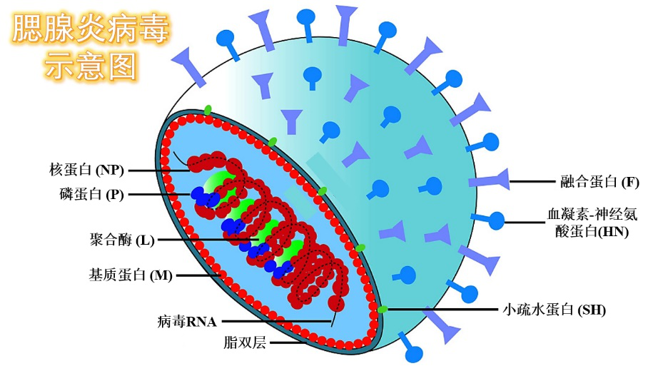 科普：得了流行性腮腺炎，小心会不孕不育！