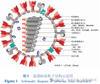 【标准・方案・指南】儿童流感诊疗及预防指南（2024医生版）