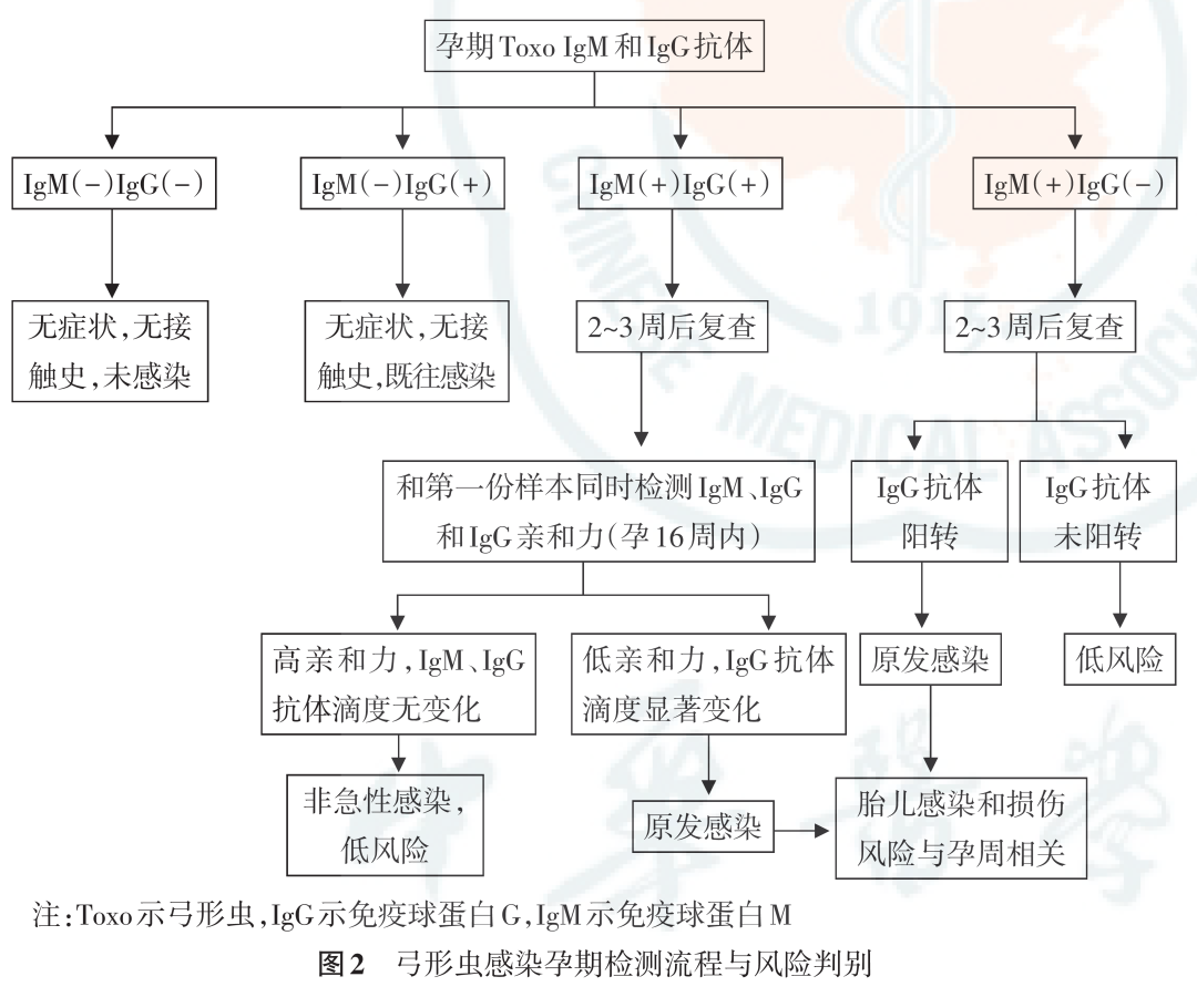 从孕前到新生，TORCH 检测为生育友好医院母婴健康赋能